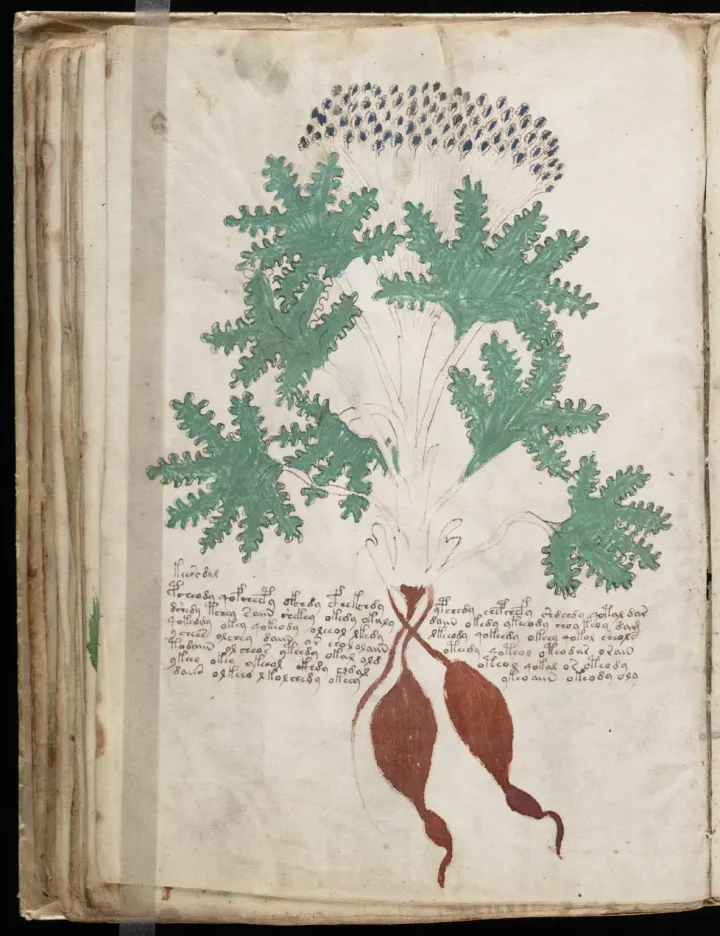 Biological/balneological section of the Voynich Manuscript