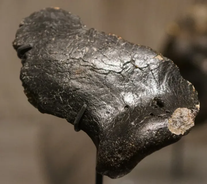 Neanderthal skull fragment of Krijn