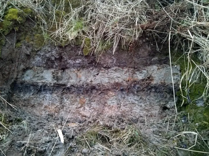 Storegga tsunami deposits at Montrose basin, Scotland
