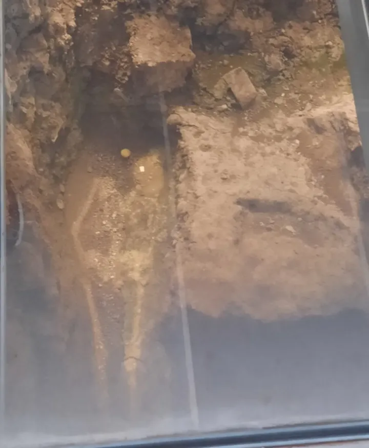 The skeleton of Richard III discovered in Leicester, 2012