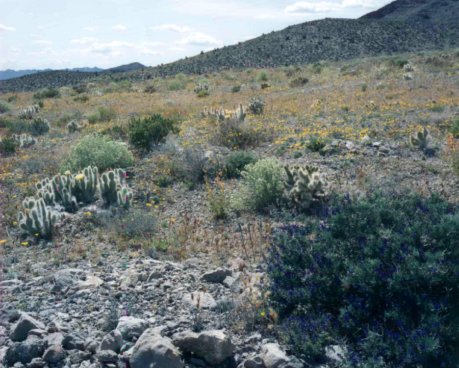 Nevada desert near the Nevada Test Site