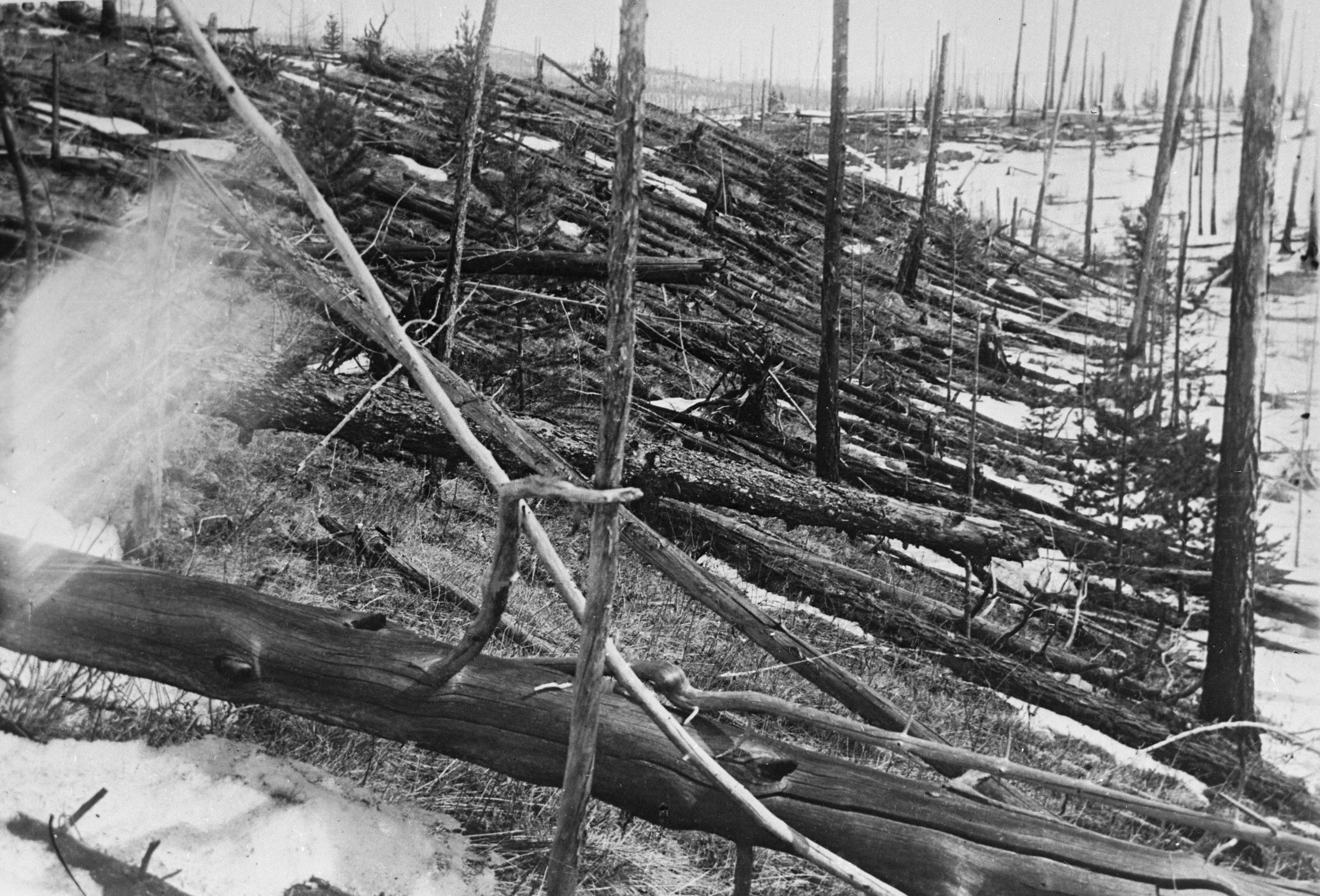 The Tunguska blast zone showing fallen trees stretching to the horizon