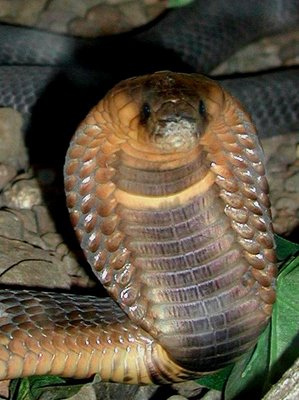 Egyptian cobra (Naja haje)