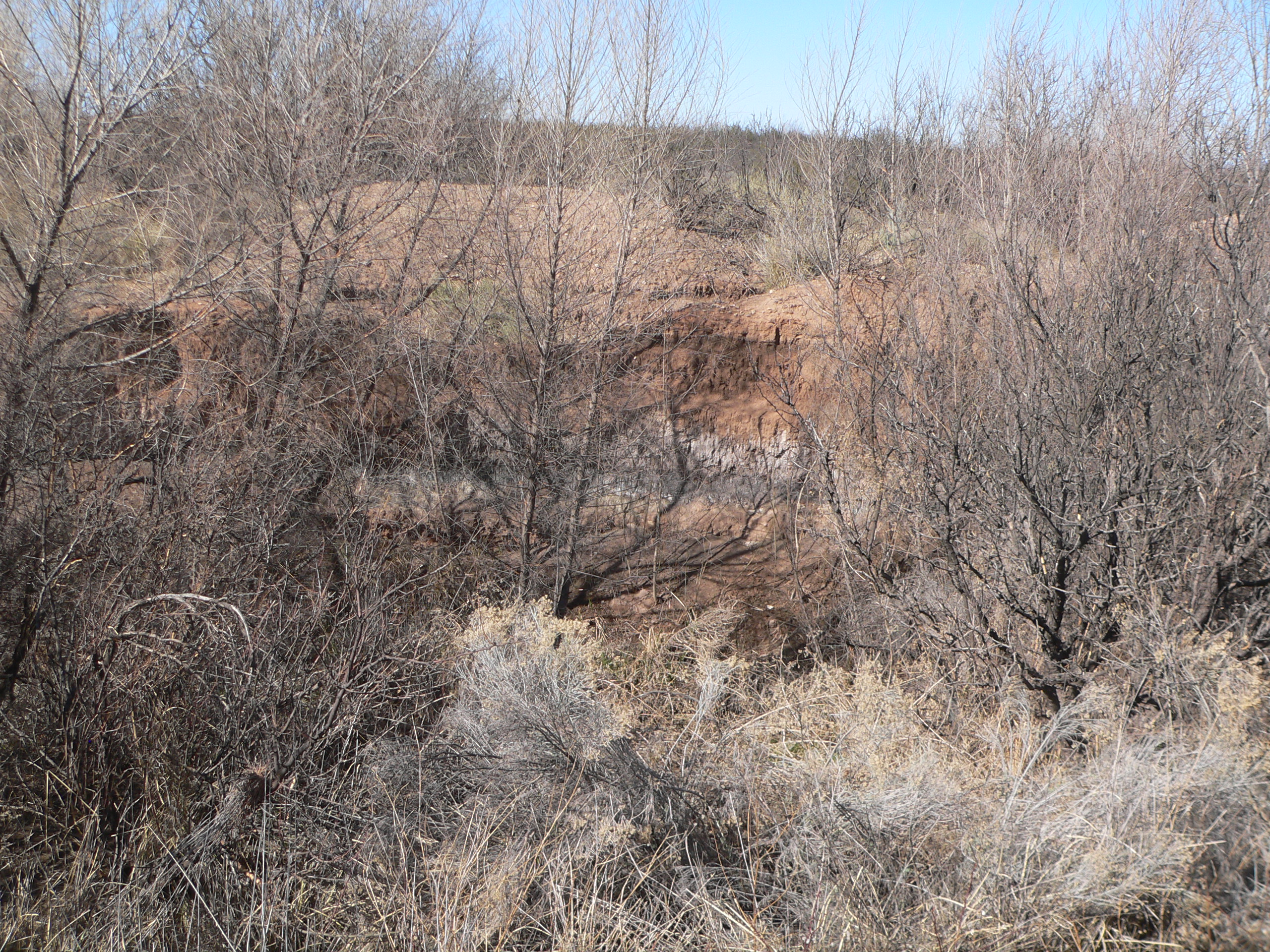 The black mat layer at Murray Springs, Arizona