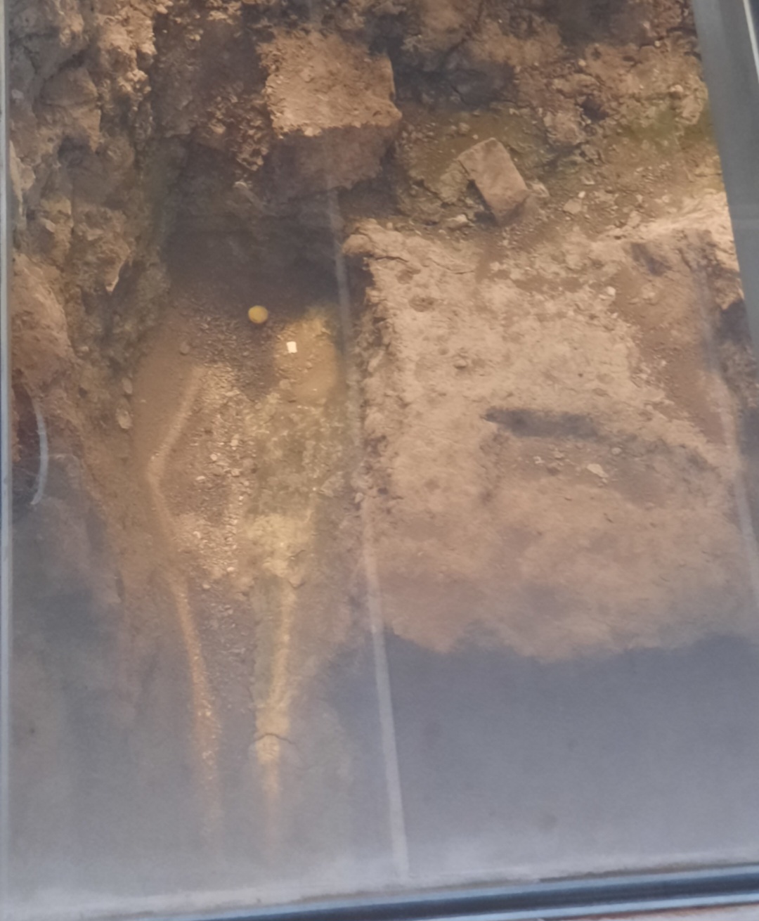 The skeleton of Richard III discovered in Leicester, 2012