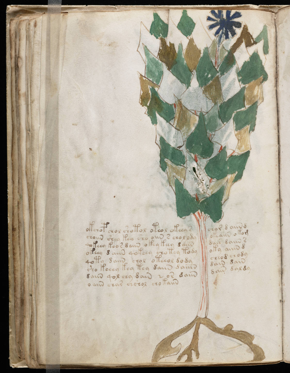 Astronomical/zodiac section of the Voynich Manuscript