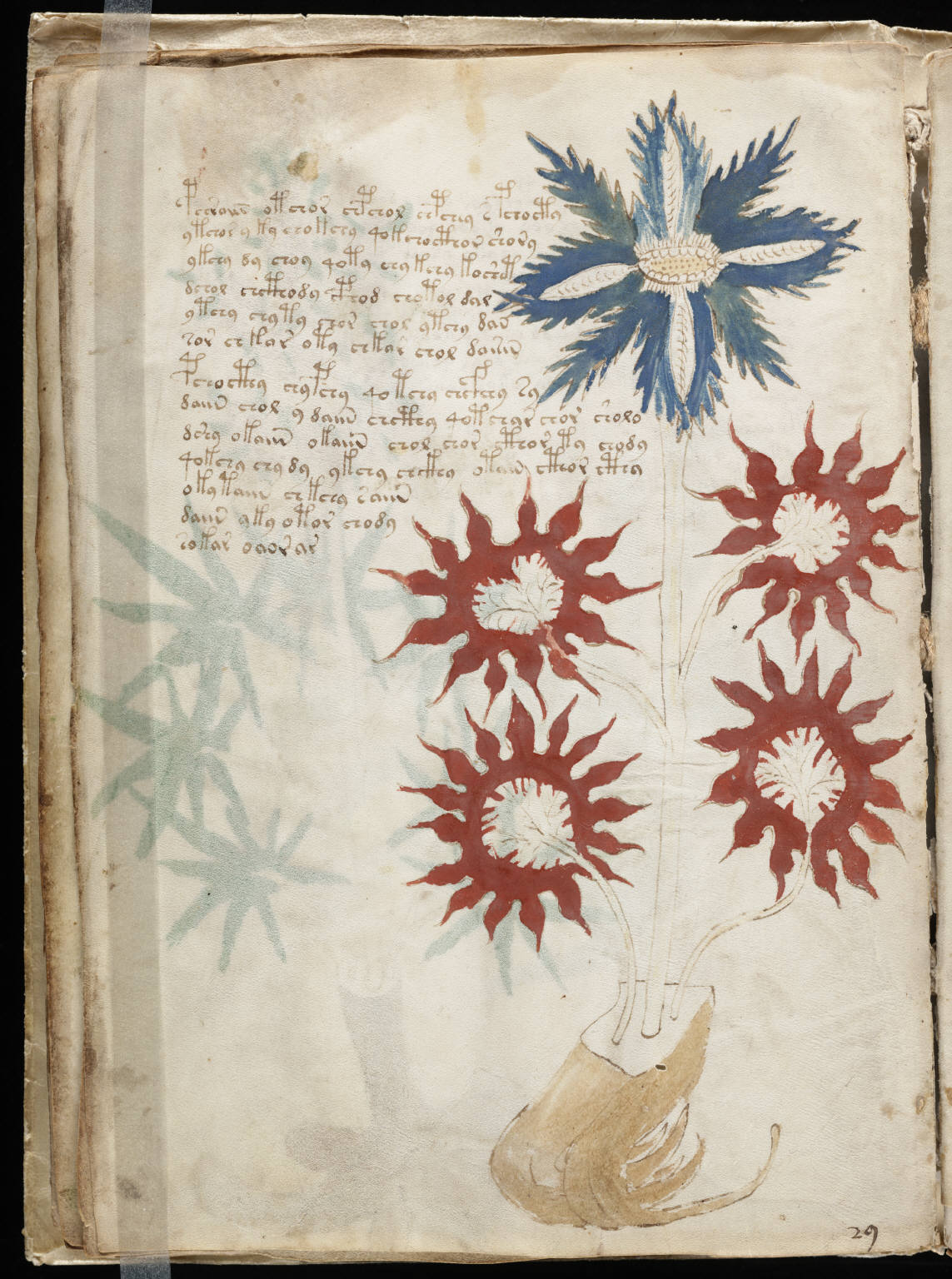 A page from the herbal section of the Voynich Manuscript