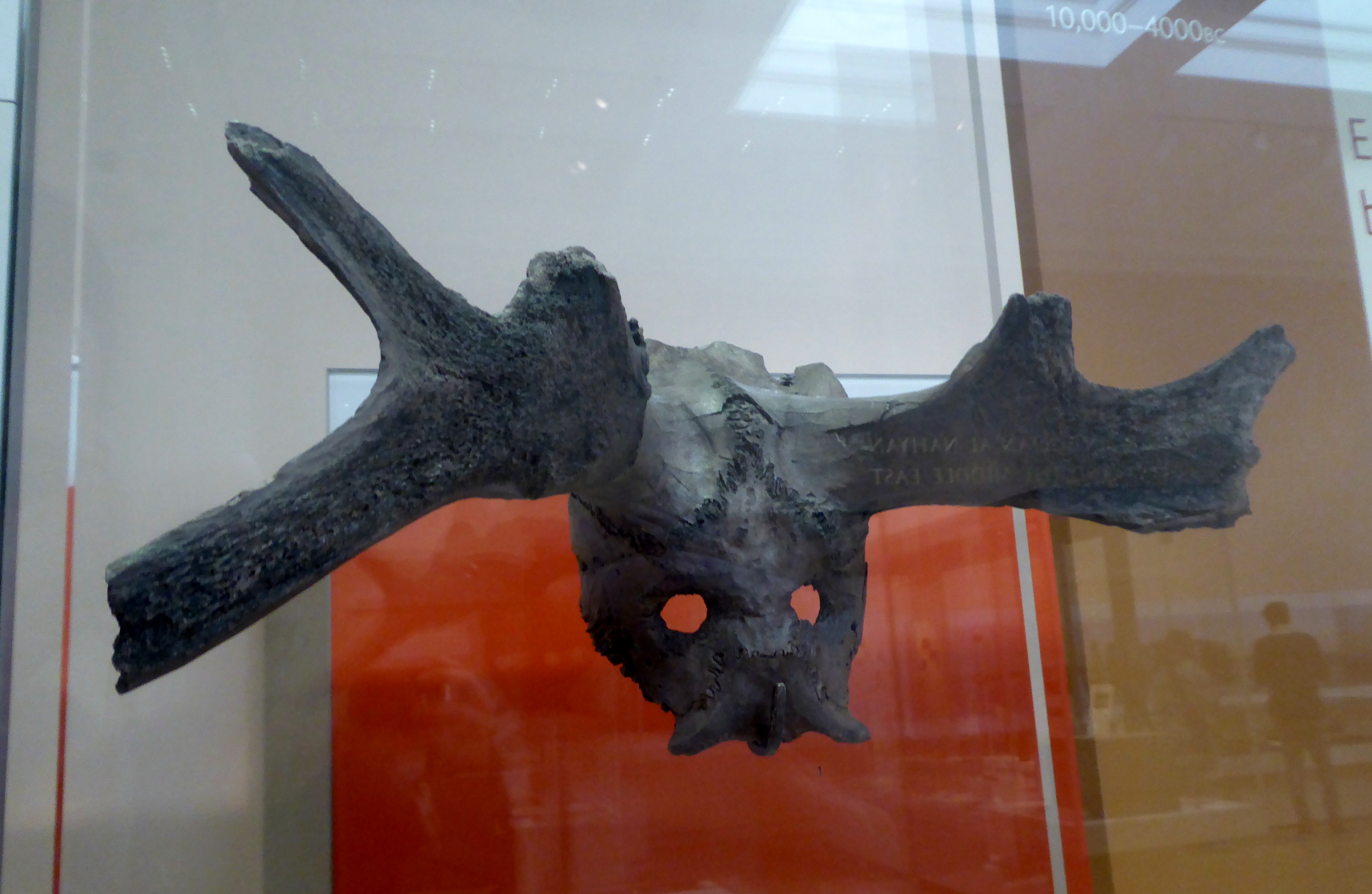 Mesolithic antler headdress from Star Carr