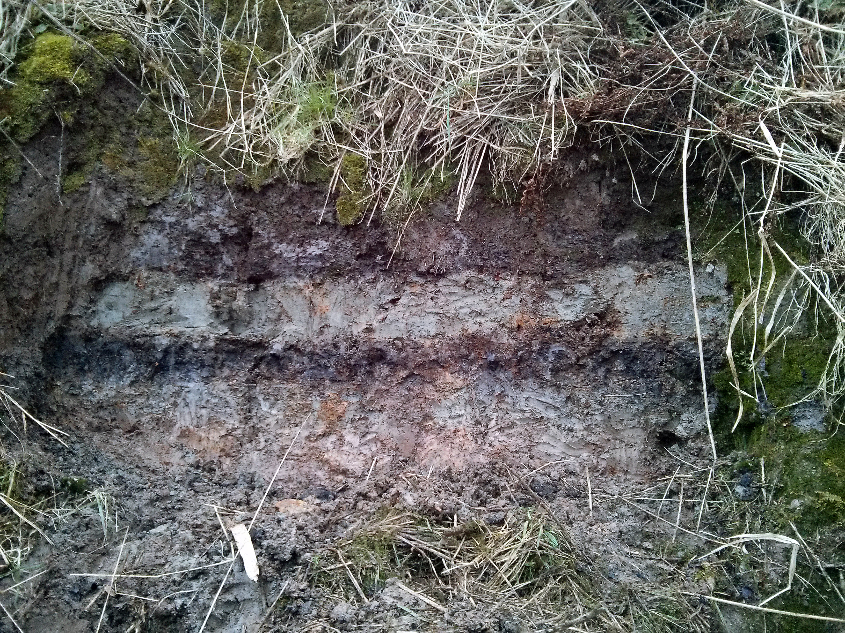 Storegga tsunami deposits at Montrose basin, Scotland