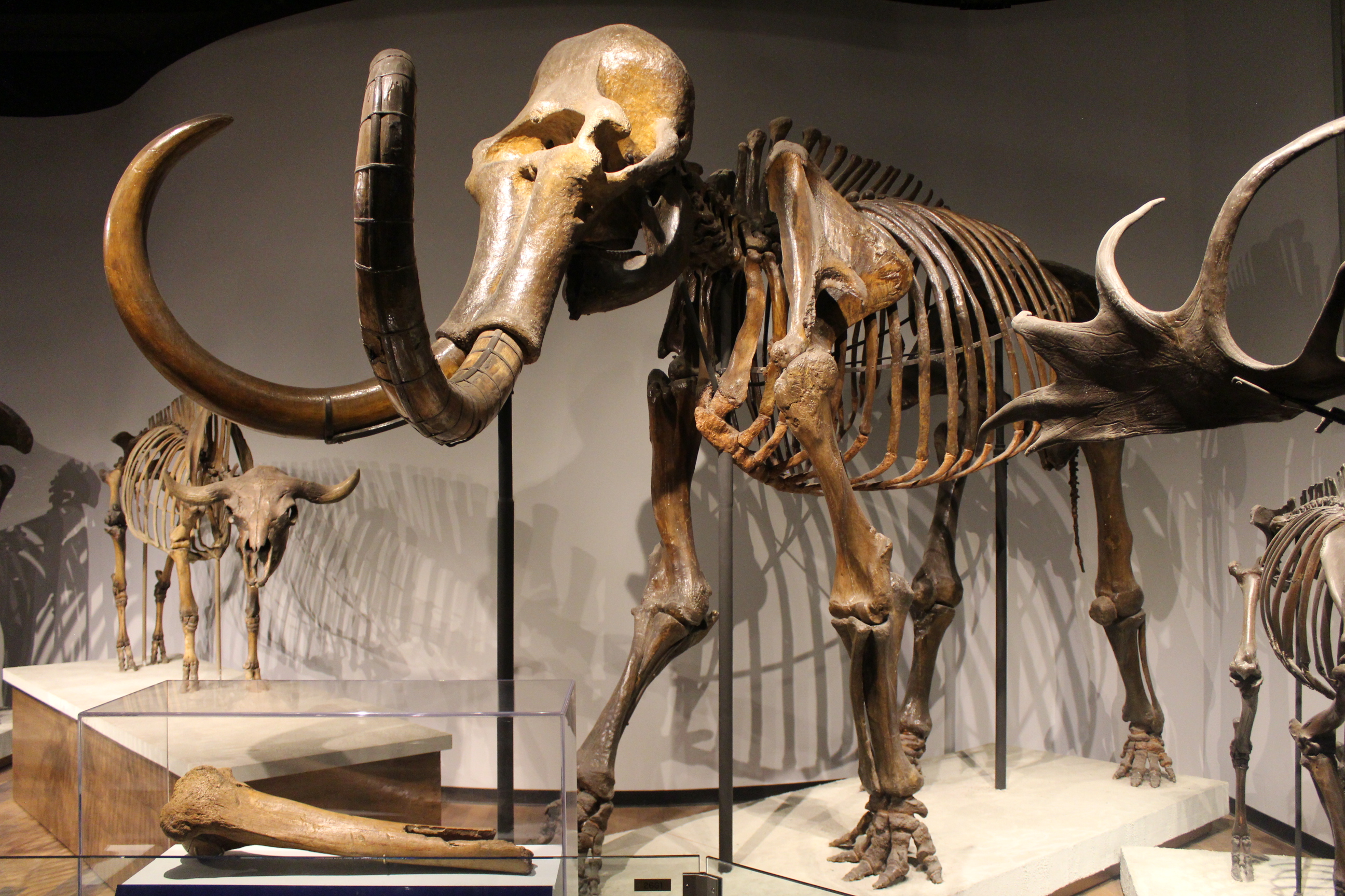 Woolly mammoth skeleton at the Field Museum